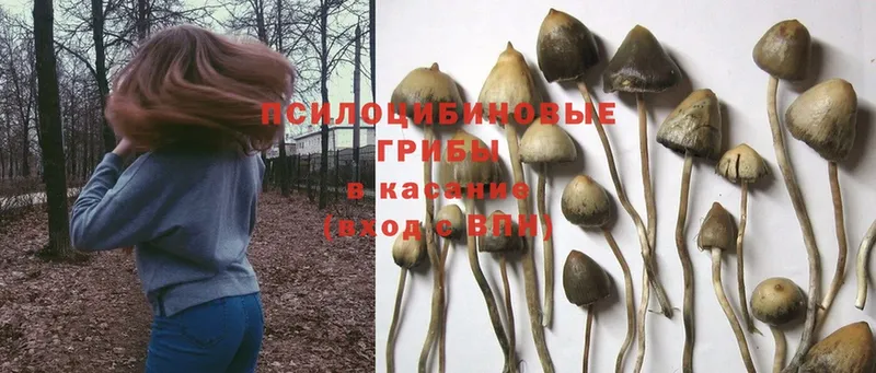 сайты даркнета какой сайт  Козловка  Галлюциногенные грибы MAGIC MUSHROOMS 